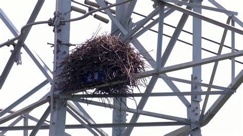 鳥巢怎麼處理|都會鳥巢秘錄｜如何友善對待城市鳥